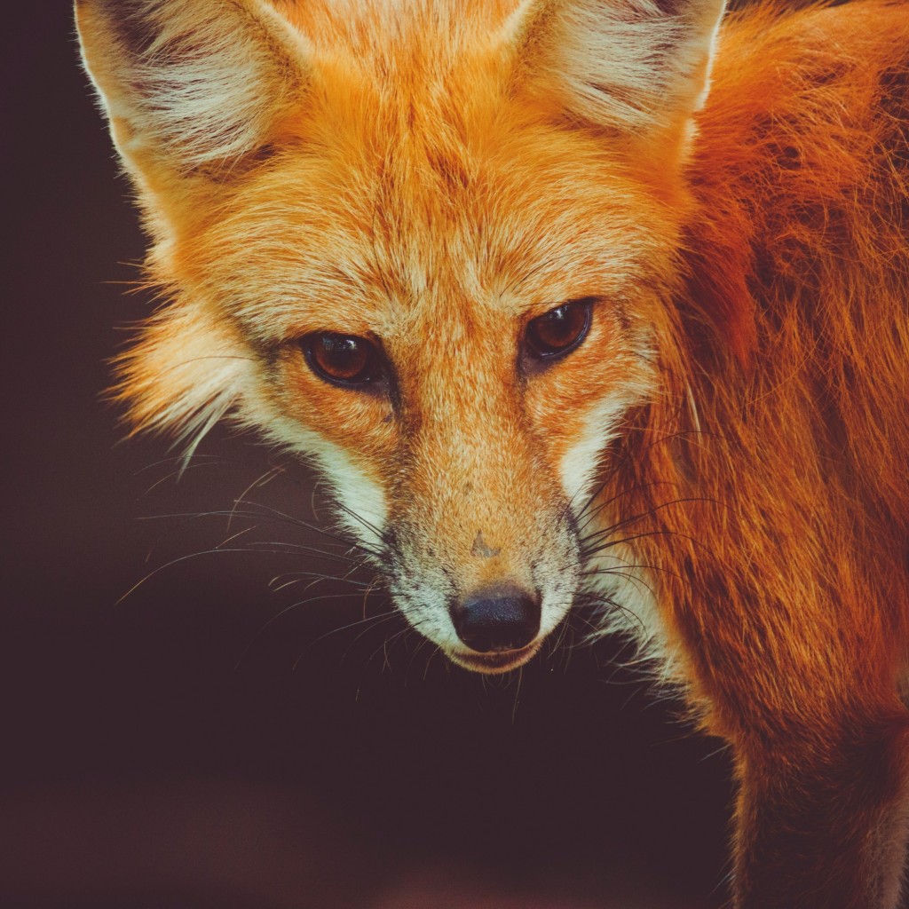 Image for tippfehlr